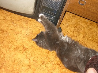 �������� ������� ������ - IMG_0785.JPG