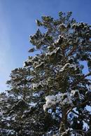 �������� ������� ������ - IMG_8468.JPG