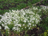 �������� ������� ������ - IMG_4043.JPG